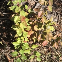 Pyrus sp. at Lawson, ACT - 25 Apr 2023