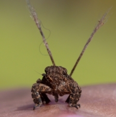 Platybrachys sp. (genus) at Albury, NSW - 25 Apr 2023