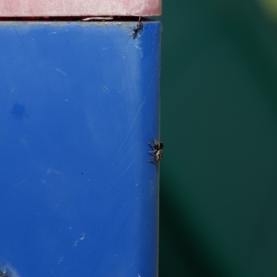 Unverified Spider at East Albury, NSW - 25 Apr 2023 by amiessmacro