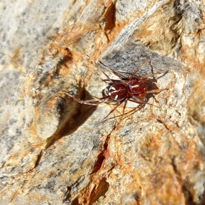 Habronestes bradleyi (Bradley's Ant-Eating Spider) at Rugosa - 25 Apr 2023 by SenexRugosus