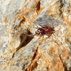 Habronestes bradleyi (Bradley's Ant-Eating Spider) at Yass River, NSW - 25 Apr 2023 by SenexRugosus