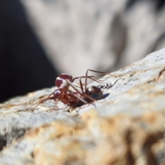 Habronestes bradleyi at Yass River, NSW - 25 Apr 2023