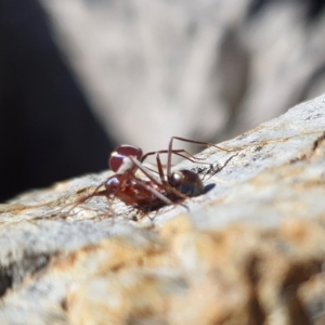 Habronestes bradleyi at Yass River, NSW - 25 Apr 2023 11:29 AM