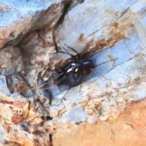 Habronestes bradleyi at Yass River, NSW - 25 Apr 2023 11:29 AM