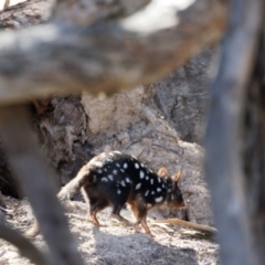 Dasyurus viverrinus (Eastern Quoll) at Mulligans Flat - 25 Apr 2023 by pjpiper