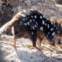 Dasyurus viverrinus at Forde, ACT - 25 Apr 2023