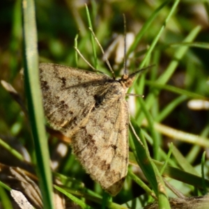 Scopula rubraria at Hawker, ACT - 25 Apr 2023 10:32 AM