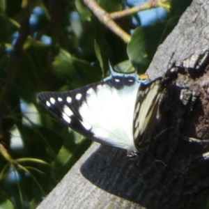 Charaxes sempronius at Queanbeyan, NSW - 25 Apr 2023