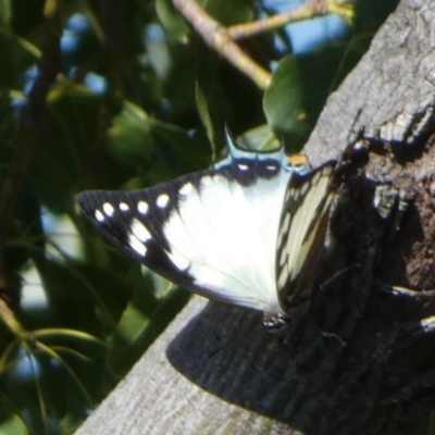 Charaxes sempronius (Tailed Emperor) at QPRC LGA - 25 Apr 2023 by Paul4K