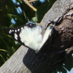 Charaxes sempronius at Queanbeyan, NSW - 25 Apr 2023