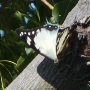 Charaxes sempronius at Queanbeyan, NSW - 25 Apr 2023