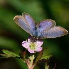 Zizina otis (Common Grass-Blue) at The Pinnacle - 25 Apr 2023 by Thurstan