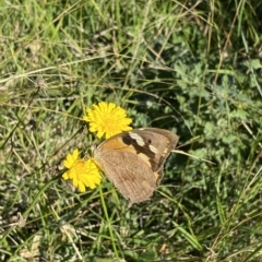 Heteronympha merope (Common Brown Butterfly) at Symonston, ACT - 25 Apr 2023 by jksmits