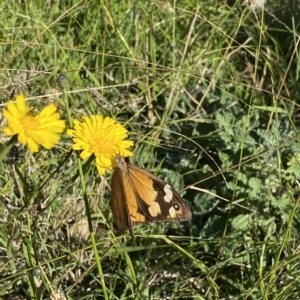 Heteronympha merope at Symonston, ACT - 25 Apr 2023