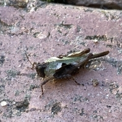 Paratettix australis (A pygmy grasshopper) at QPRC LGA - 25 Apr 2023 by Steve_Bok