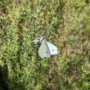 Pieris rapae at Kambah, ACT - 25 Apr 2023