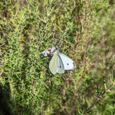 Pieris rapae (Cabbage White) at Kambah, ACT - 25 Apr 2023 by Rebeccajgee