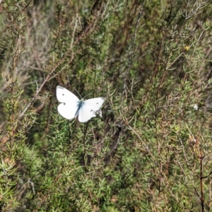 Pieris rapae at Kambah, ACT - 25 Apr 2023