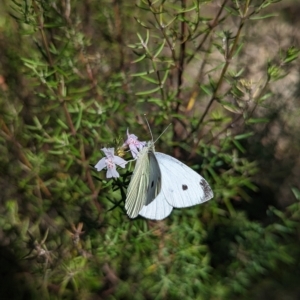 Pieris rapae at Kambah, ACT - 25 Apr 2023