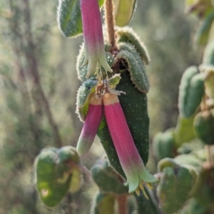 Correa reflexa var. reflexa at Stromlo, ACT - 25 Apr 2023