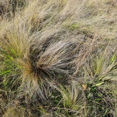 Nassella trichotoma (Serrated Tussock) at Mawson Ponds - 25 Apr 2023 by Mike