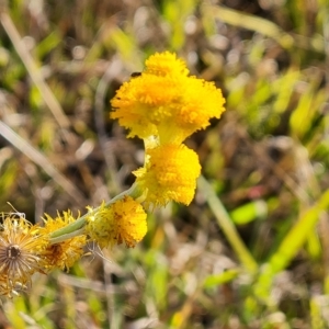 Chrysocephalum apiculatum at Phillip, ACT - 25 Apr 2023