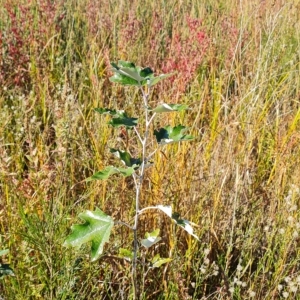 Populus alba at Mawson, ACT - 25 Apr 2023