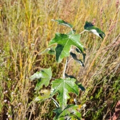 Populus alba at Mawson, ACT - 25 Apr 2023