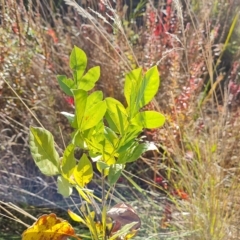 Fraxinus sp. (An Ash) at Mawson, ACT - 25 Apr 2023 by Mike