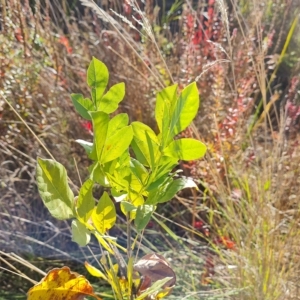 Fraxinus sp. at Mawson, ACT - 25 Apr 2023