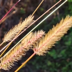 Setaria (genus) (Pigeon Grass) at Mawson, ACT - 25 Apr 2023 by Mike