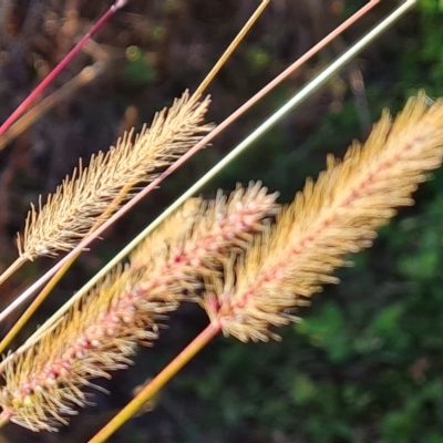 Setaria (genus) (Pigeon Grass) at Mawson, ACT - 25 Apr 2023 by Mike