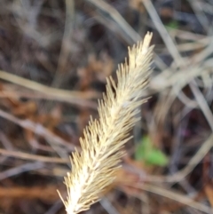 Setaria sp. at Mawson, ACT - 25 Apr 2023 03:15 PM