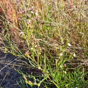 Symphyotrichum subulatum at Mawson, ACT - 25 Apr 2023 03:05 PM