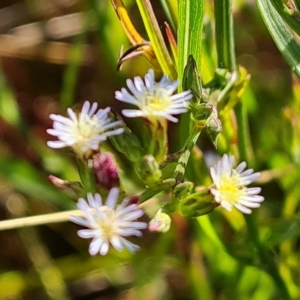 Symphyotrichum subulatum at Mawson, ACT - 25 Apr 2023 03:05 PM