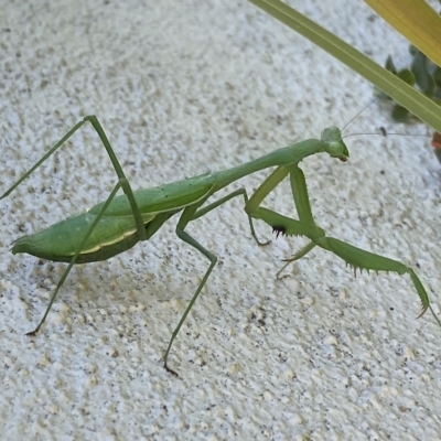 Pseudomantis albofimbriata (False garden mantis) at Jerrabomberra, NSW - 25 Apr 2023 by SteveBorkowskis