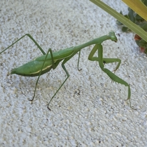 Pseudomantis albofimbriata at Jerrabomberra, NSW - suppressed