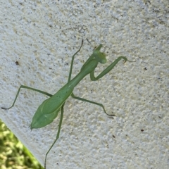 Pseudomantis albofimbriata at Jerrabomberra, NSW - suppressed