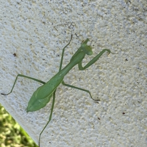 Pseudomantis albofimbriata at Jerrabomberra, NSW - suppressed