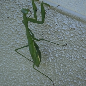 Pseudomantis albofimbriata at Jerrabomberra, NSW - suppressed