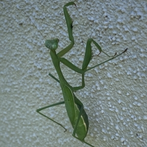 Pseudomantis albofimbriata at Jerrabomberra, NSW - suppressed