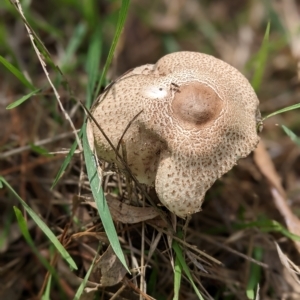 Macrolepiota clelandii at Holt, ACT - 6 Apr 2023 11:51 AM