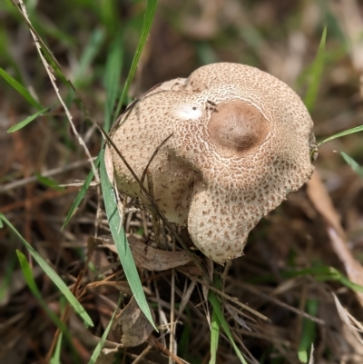 Macrolepiota clelandii (Macrolepiota clelandii) at Holt, ACT - 6 Apr 2023 by Marchien