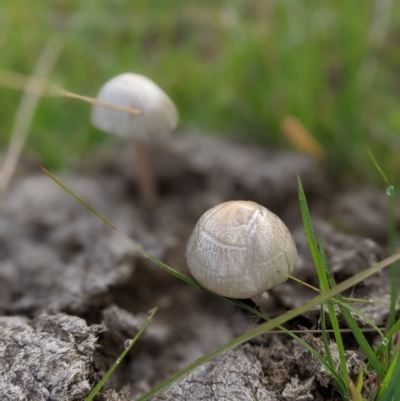 zz agaric (stem; gill colour unknown) at Ginninderry Conservation Corridor - 6 Apr 2023 by Marchien