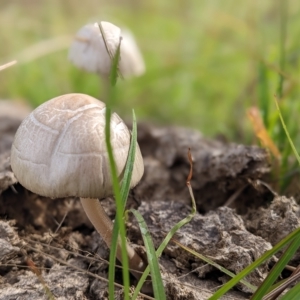 zz agaric (stem; gill colour unknown) at Coree, ACT - 6 Apr 2023 09:48 AM