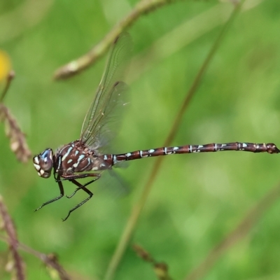 Austroaeschna unicornis (Unicorn Darner) at Killara, VIC - 25 Apr 2023 by KylieWaldon