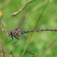 Unidentified Dragonfly (Anisoptera) at Killara, VIC - 25 Apr 2023 by KylieWaldon