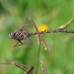 Austroaeschna unicornis at Killara, VIC - 25 Apr 2023 11:32 AM