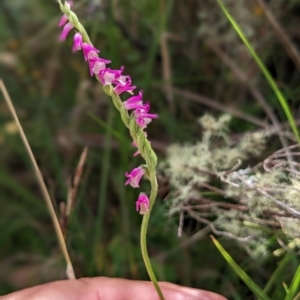 Spiranthes australis at Nurenmerenmong, NSW - 21 Mar 2023