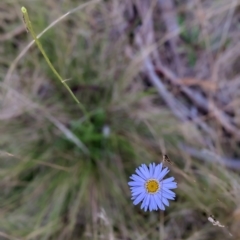 Brachyscome spathulata (Coarse Daisy, Spoon-leaved Daisy) at Nurenmerenmong, NSW - 21 Mar 2023 by Marchien